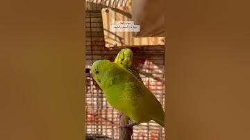 #رقية_شرعية #سورة_الفلق #المصحف #قرآن #المنشاوي #السحر #الحسد #العراق #مصر #kuran #birds #budgies