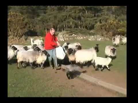 COOLEY MOUNTAIN SHEEP.on the farm of john o reilly