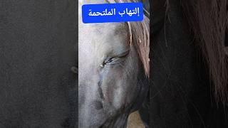 إلتهاب في العين عند حصان- conjunctivitis in a Horse