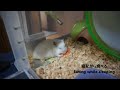 ハムスター on アルミプレート Hamster on Aluminum plate