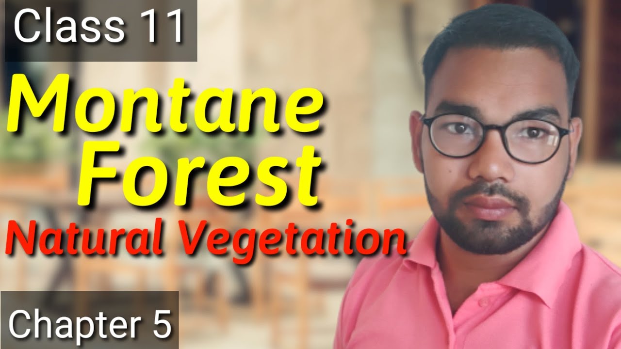 Montane Forest Natural Vegetation Geography Class 11 Chapter 5