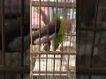 Burung Emprit Jawa gacor #shorts #trending  #viral