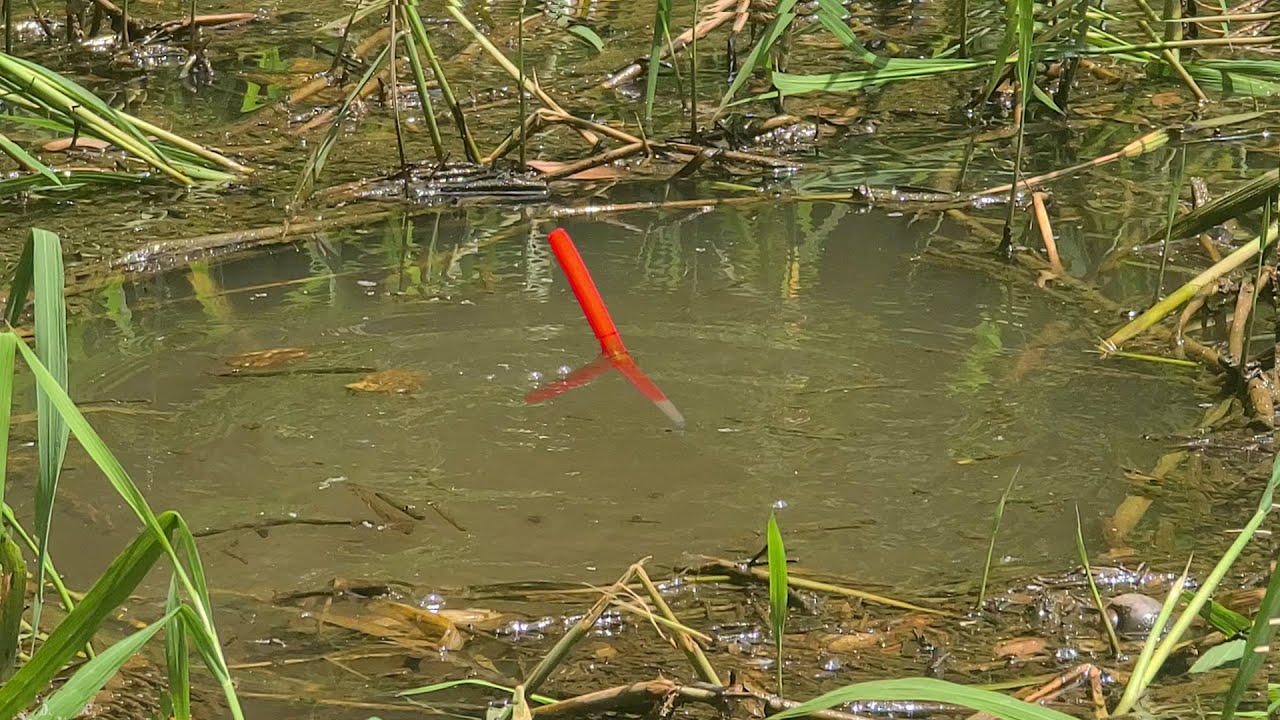 Câu Cá Rô Trê , Móc Lỗ Dưới Đám Cỏ Hoang Đụng Độ Cặp Cá Trê Vàng Kéo Lút Phao