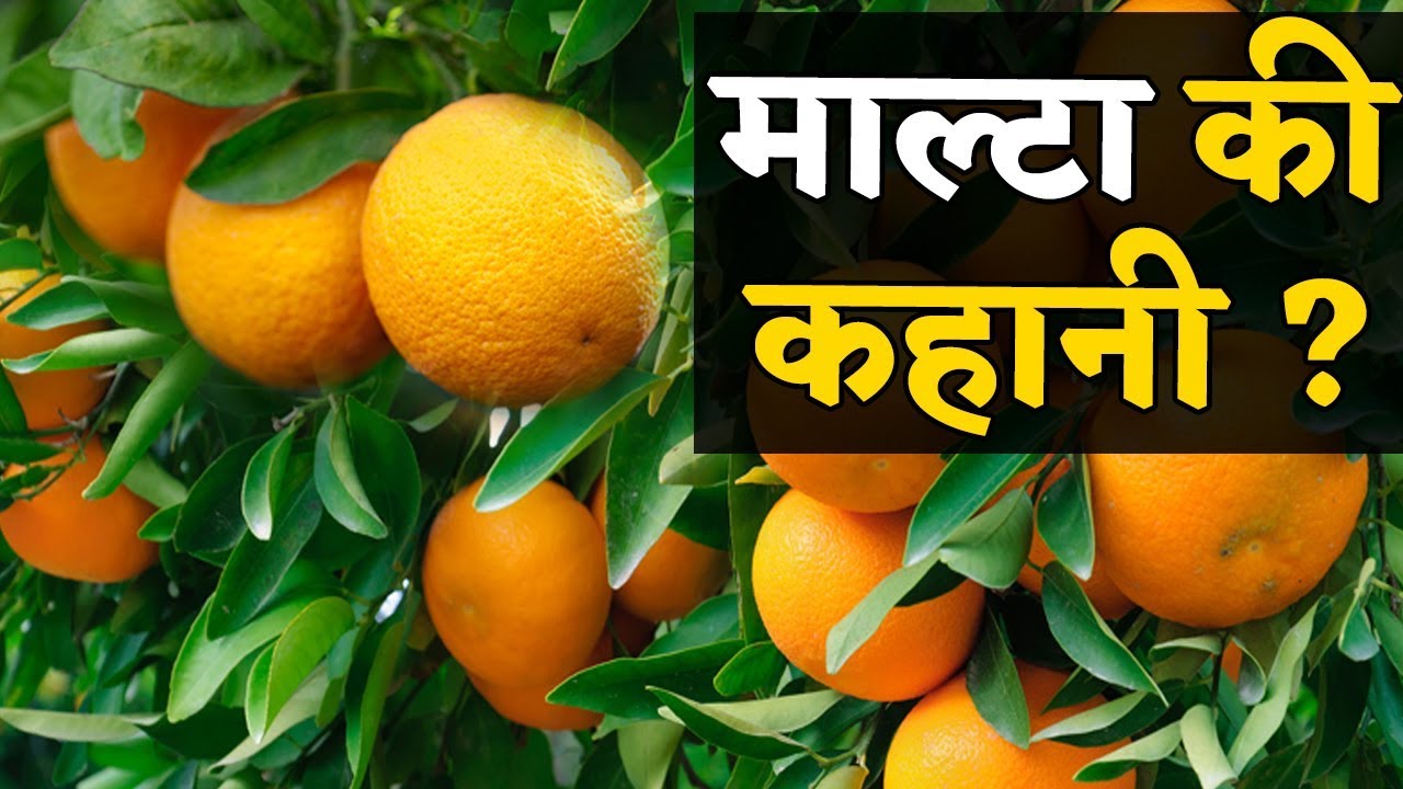 Buy Malta Fruit Plant Online In India At Greenaryhub