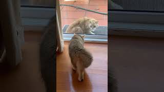 Unexpected encounter: indoor cat meets stray cat