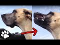 Funniest Great Dane Dogs | Funny Pet Videos 2018 | That Pet Life