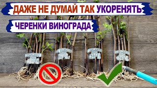 🍇 При какой температуре  НЕЛЬЗЯ укоренять ЧЕРЕНКИ ВИНОГРАДА. Почему МНОГО КАЛЛУСА это ПЛОХО?