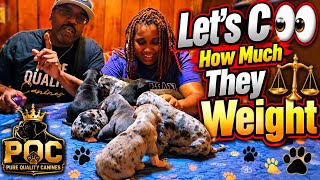 3 Week Old Americane da Presa Pups