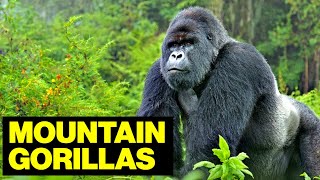 Mountain GORILLAS Of Сentral Africa // Wildlife Photographer by Our planet 828 views 8 days ago 18 minutes