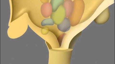 The endocrine system