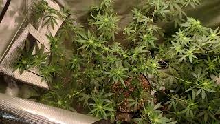 Know your plants and deficiencies. Week 2 Flower