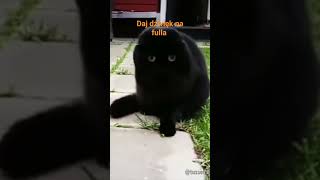 kot, daj dźwięk na fulla