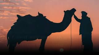 Camel Facts! Top Ten Interesting & Incredible Facts!
