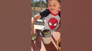 How to plant mung beans or mongo seeds - Full video on my youtube channel