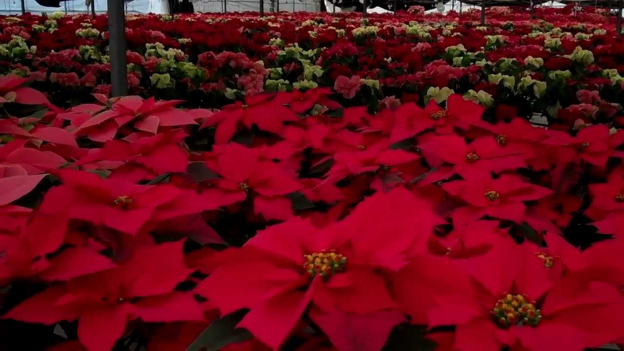 Los colores de la flor de nochebuena en Las nochebuenas de México. - YouTube