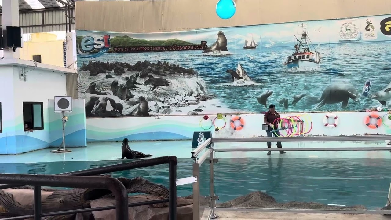 โชว์แมวน้ำที่สวนสัตว์เขาสวนกวางขอนแก่น 