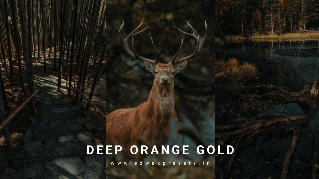 FREE PRESET DNG GIVEAWAY - Deep orange Gold lightroom mobile colour grading Tutorial 