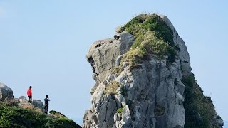 探訪　未来見据える申年の主役　長崎・壱岐島の猿岩