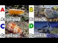 Amazing sea animals | ABC Sea Animals song | English and Animals for Kids | Alphabets Kids Song
