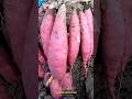 Growing Sweet Potato in Bag😱