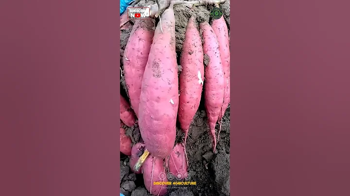 Growing Sweet Potato in Bag😱
