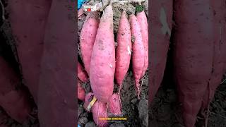 Growing Sweet Potato In Bag