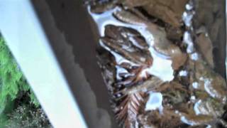 Berkeley Gutters