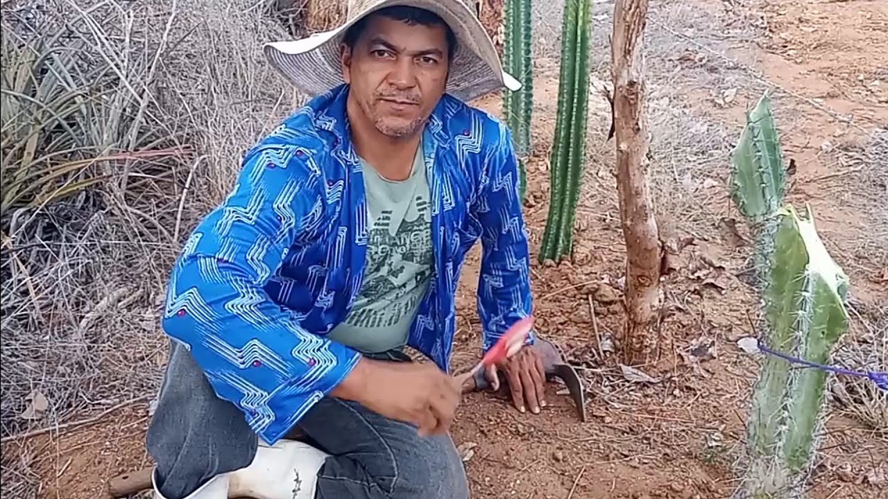 Dando início a cerca viva de mandacaru...