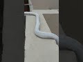 Ac installation copper pipe Laying video @ installation instruction @ copper pipe Laying method...