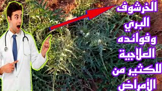 خرشوف بري وفوائده الكثيرة / الخرشوف/ خرشوف شوكي / الخرشف / الأرضي شوكي