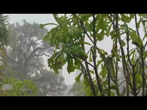 White Noise, Nature Sounds, Rain Sound, Rain Sounds, Reading, Relaxing