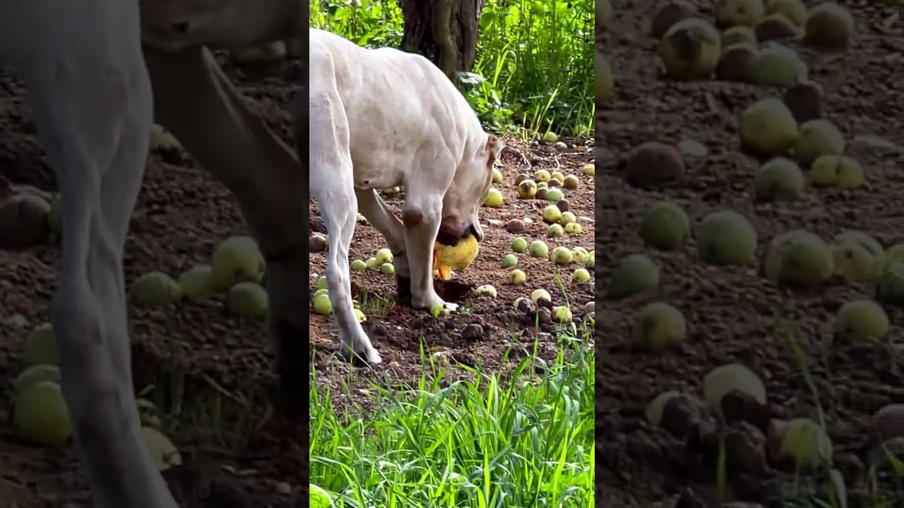 ОБИДЕТЬ ХОЗЯИНА АЛАБАЯ МОЖЕТ КАЖДЫЙ! НЕ КАЖДЫЙ МОЖЕТ УБЕЖАТЬ!  