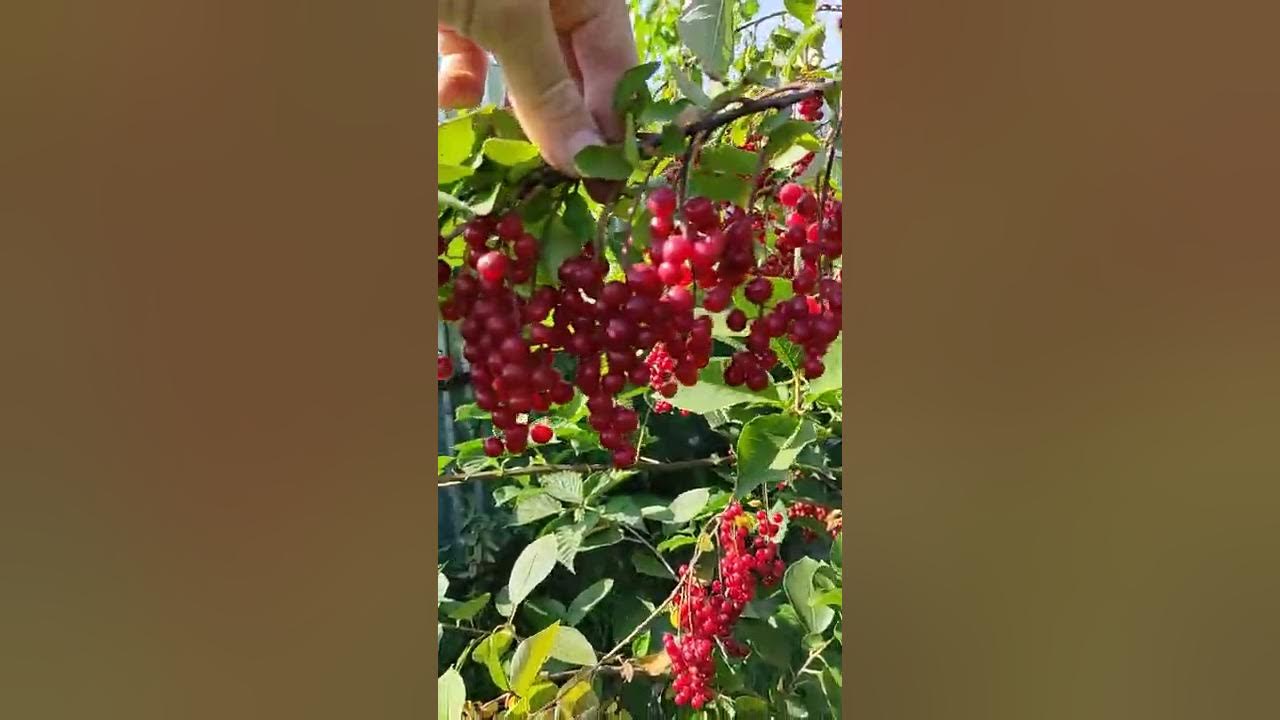 гибрид вишни - черемухи 'Церападус' - YouTube
