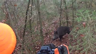 Chasse au gros gibier en battue (sanglier, cerf, chevreuil...)