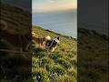 The Beautiful Friendship of Two Dogs in the Mountains 🏔️🐶”​“When a Golden Retriever and a Border C