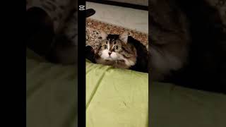 Kedinin koltuk macerası🐱 #cat #catvideos #catlife #tırmanış #koltuk #music #climbing