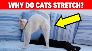 Why Cats Can’t Resist Stretching When They See You #cat #catbreed #catlovers #catvideos #pets by Geographic Animalz 964 views 5 months ago 1 minute, 54 seconds