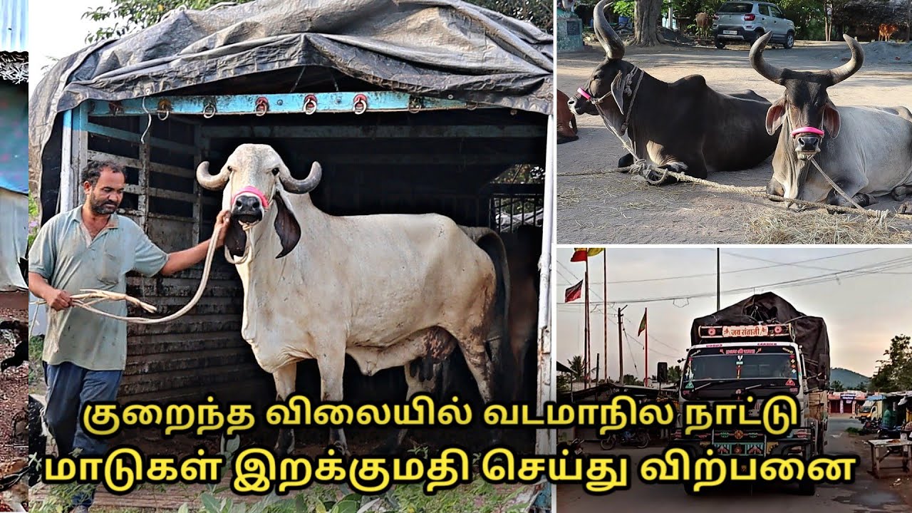குறைந்த விலையில் வடமாநில மாடுகள் இறக்குமதி செய்து விற்பனை | north indian cows transport to tamilnadu