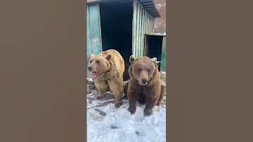 The Bear Roars 