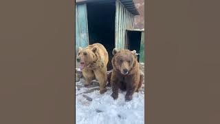 The bear roars 🐻 🔊