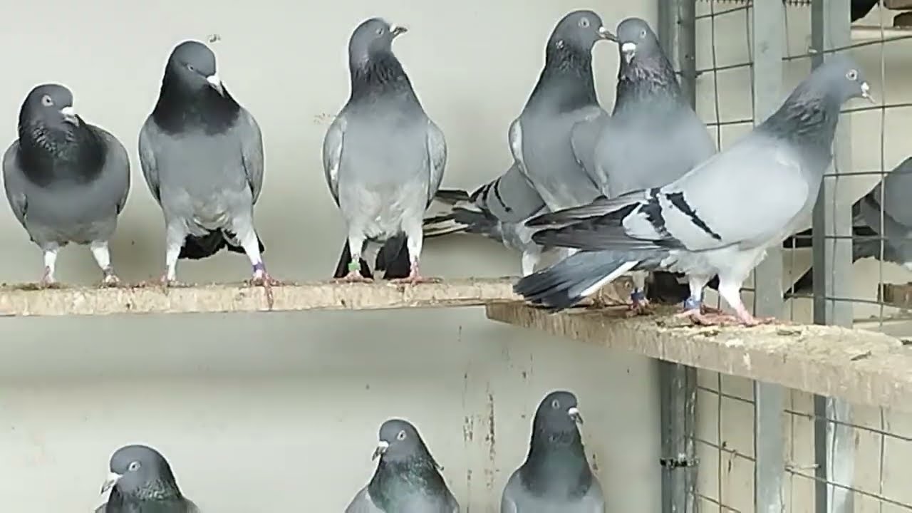 ΠΕΡΙΣΤΈΡΙΑ ΒΟΥΤΕΣ 24 Φεβρουαρίου pigeon training 