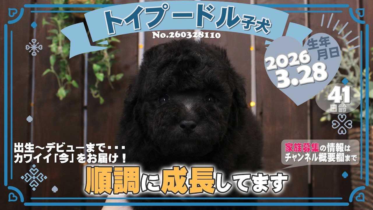 トイプードル子犬｜2026.3.28生（41日齢）①｜グレー｜男の子｜滋賀県