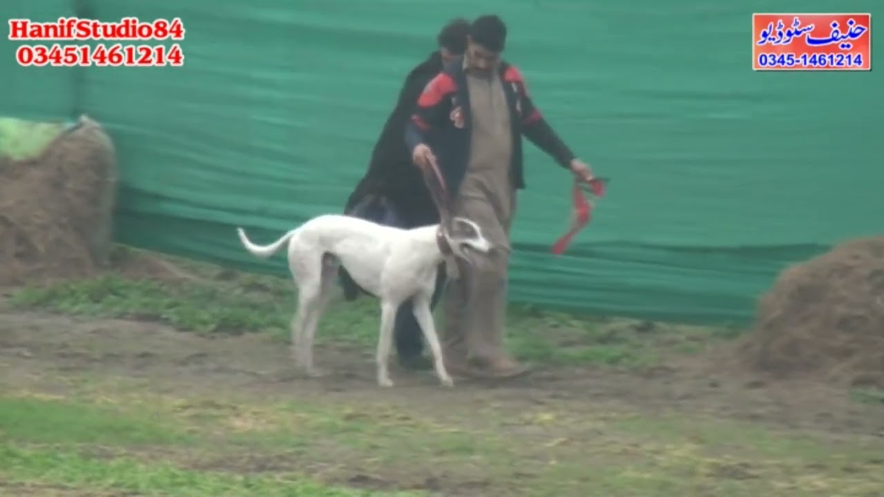 19 Jan 2022 round 1 (20)dors phalia club coursing race