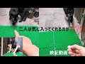 【検証動画】人工芝を猫のお気に入りの場所に敷いた時の反応　Verification video: Cat's favorite