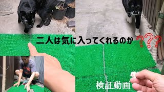 【検証動画】人工芝を猫のお気に入りの場所に敷いた時の反応　Verification video: Cat's favorite