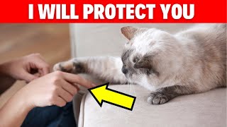 How Your Cat Protects You (Signs You Ignore) #cats #catbreed #catlovers #catvideos