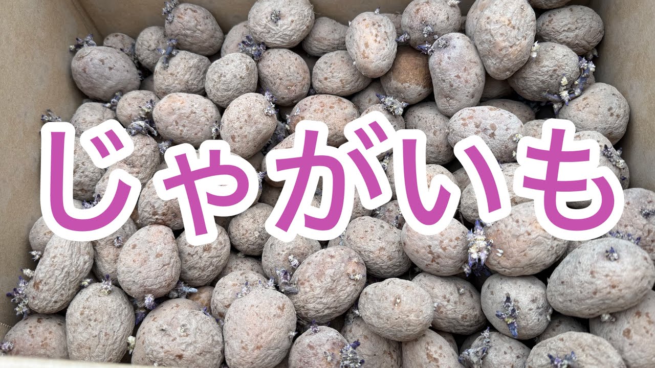 【じゃがいも】　インカのめざめを植えました！