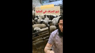 طريقة ذبح الخراف في ألمانيا