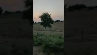 Desert Of Rajasthan Yellow Moon Travels 91-9810-064-064