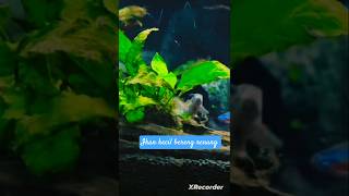 ikan kecil berenang renang #ikan #ikanhias #videoviral #videoshort #aquarium #foryou #fypシ